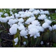 Сангвінарія Sanguinaria canadensis f.multiplex